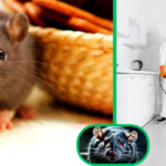 Rat Exterminator Price Guide